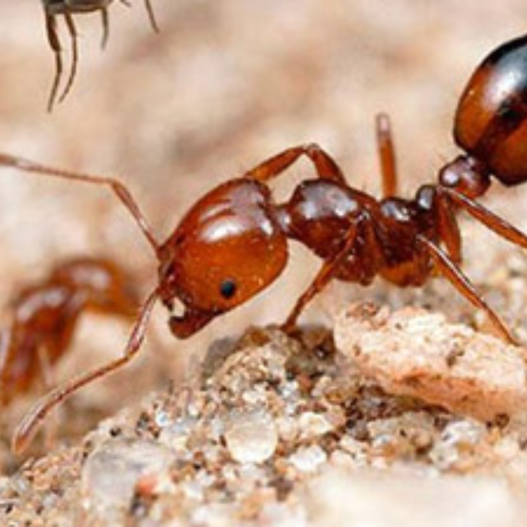 Ant Control Services in Bangalore | Protect Your Home