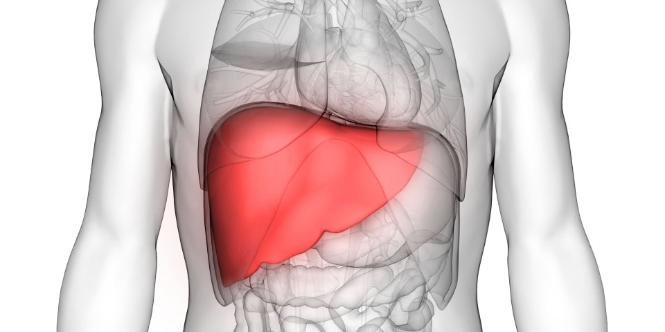 When Do You Need a Liver Transplant? Common Reasons