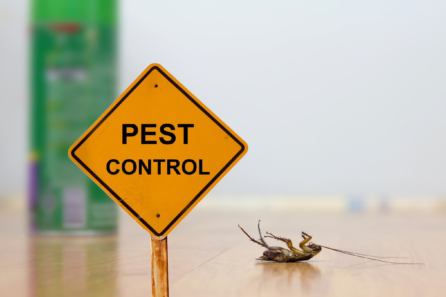Effective Possum Control in Brisbane: Protect Your Property Today