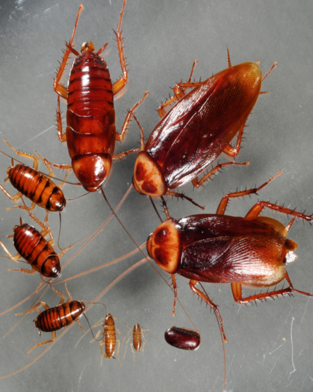Cockroach Control Services in Bangalore | Safe & Trusted