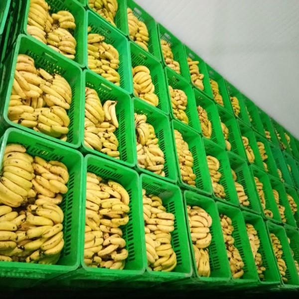 Banana Ripening Chamber 10X10X10 in Bawana, Delhi Ahata Industries