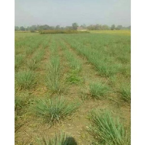 Lemon Grass Seed