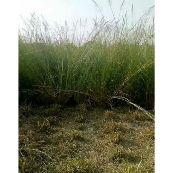 Vetiver Grass Seed in Allahabad, Shristi Solutions