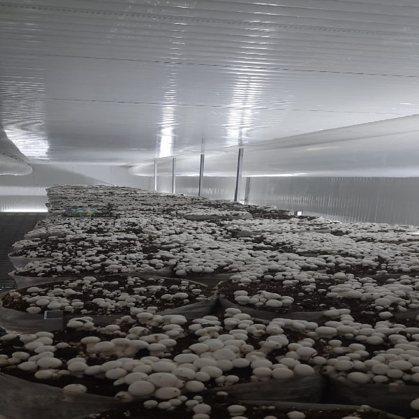Mushroom growing rooms in MANJUNATH NAGAR INTOVEX