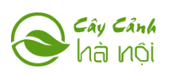 Đặc Điểm Của Cây Hoa Giấy – Vẻ Đẹp Tự Nhiên Và Dễ Chăm Sóc