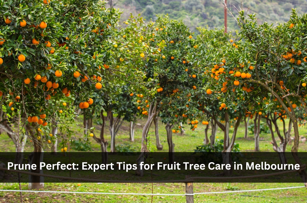 Prune Perfect: Expert Tips for Fruit Tree Care in Melbourne