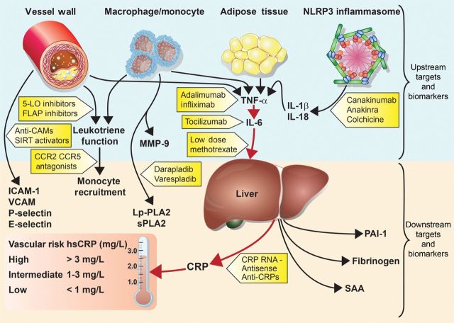 Top Companies Leading the C-Reactive Protein (CRP) Testing Market