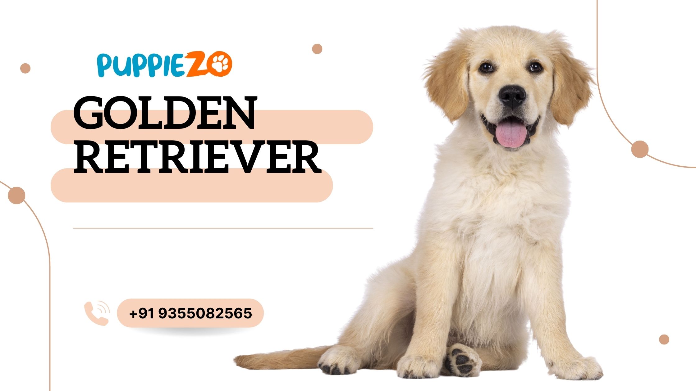 The Golden Retriever Price How to Get the Best Deal on Golden Retriever