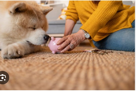 Creating a Loving End-of-Life Routine for Senior Pets