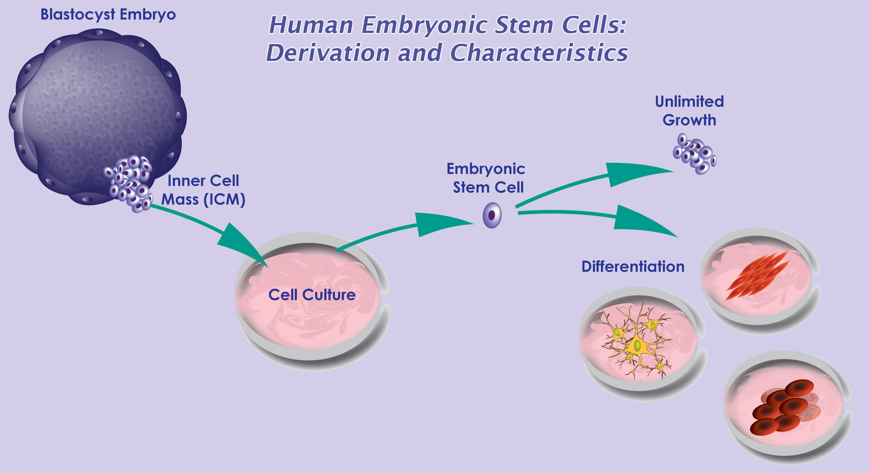 Asia-Pacific Human Embryonic Stem Cell Market Size & Forecast