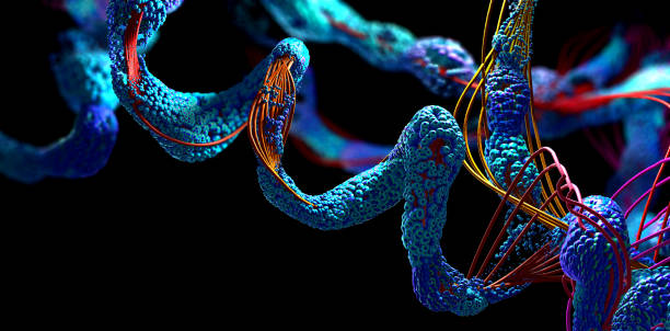 High-Grade Peptides: Your Body's Little Messengers, Explained Simply