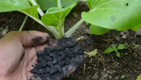 Global Biochar Market Overview & Industry Developments