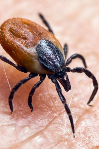 Dr. Keith Berkowitz’s Controversial Take on Lyme Disease and Ivermectin Therapy