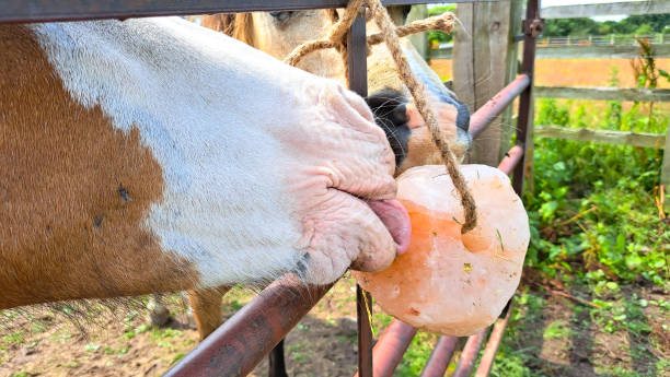 What Do You Want to Know About Animal Lick Salt?