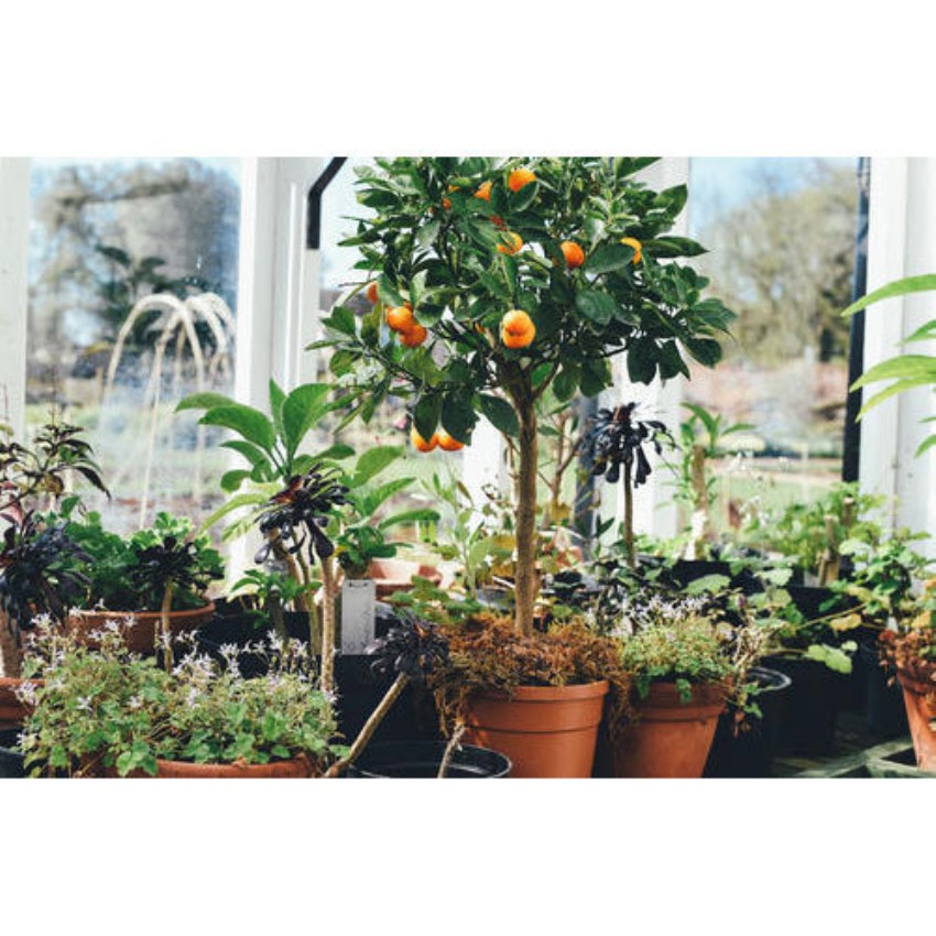 Garden Development Services, Mumbai,Maharashtra, Coverage Area: 1000 to 3000 Square Feet