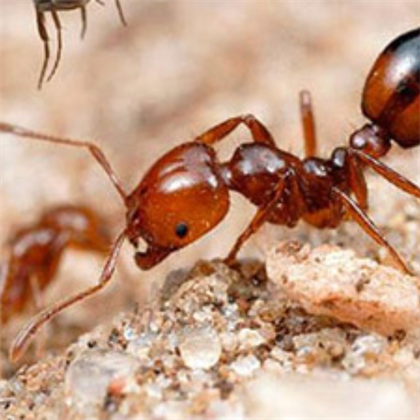 Ant Control Services in Bangalore | Protect Your Home