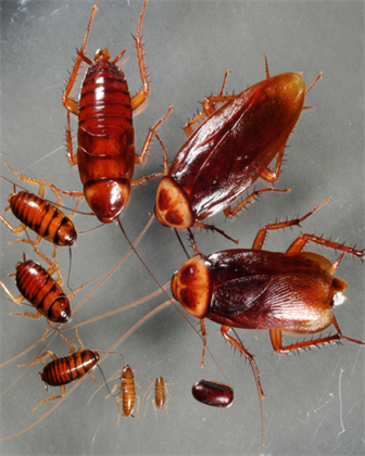 Cockroach Control Services in Bangalore | Safe & Trusted