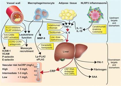 Top Companies Leading the C-Reactive Protein (CRP) Testing Market