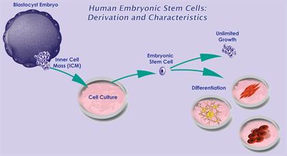 Asia-Pacific Human Embryonic Stem Cell Market Size & Forecast