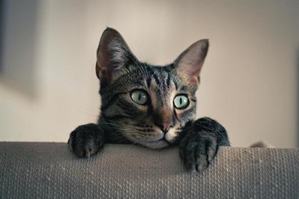 Why Should You Buy Bulk Cat Litter in Australia?