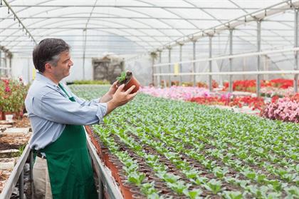 The Green Haven: Exploring the World of Plant Nurseries