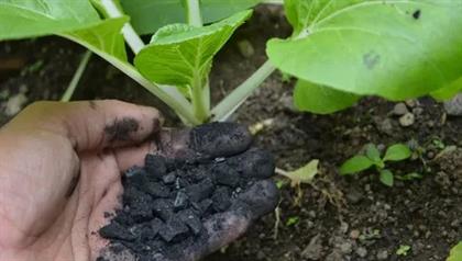 Global Biochar Market Overview & Industry Developments