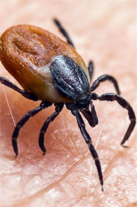 Dr. Keith Berkowitz’s Controversial Take on Lyme Disease and Ivermectin Therapy