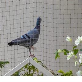 Pigeon Net