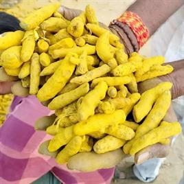 Turmeric Finger