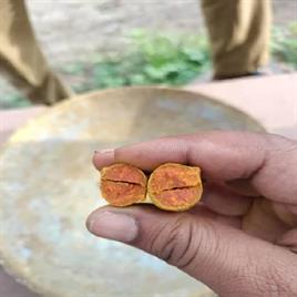 Turmeric Finger