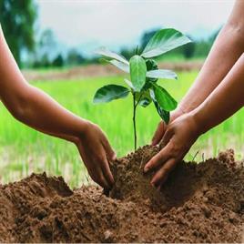 Trees Plantation Service
