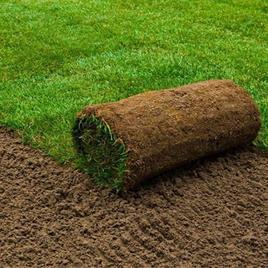 Natural grass in Gwalior, For Garden, 3 Feet