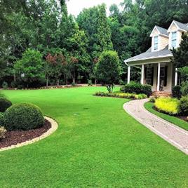 Green Bermuda Lawn Grass, For Garden