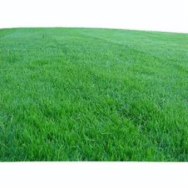 Green Mexican Natural grass, For Garden, 3 Feet