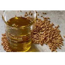 MALKANGINI OIL