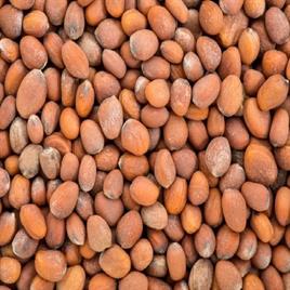 Organic Radish Seeds, For Agriculture, Packaging Type: Packet