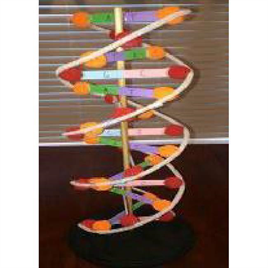 DNA MODEL PFSP-07