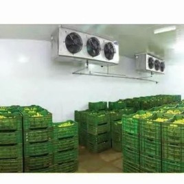 Automatic Blue Star Banana Ripening Chamber, +12 To +16, 01
