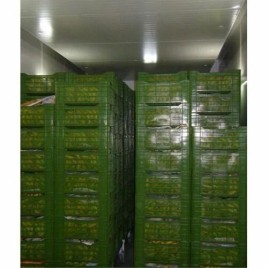 Automatic Ripening Chambers & Cold Storage Facility, 10 To 15 Deg