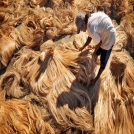 Banana Fiber