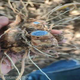 Black Turmeric, 25 kg, Finger