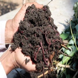 Chennai Organic Garden Vermicompost, Powder