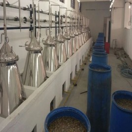 Coleus Forskohlii Root Extraction Plant, Packaging Type: HDPE Bag