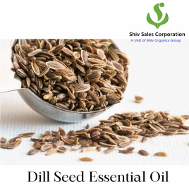 Dill Seed Essential Oil