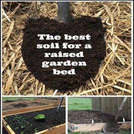 Early Green Black Organic Potting Soil Conditioner, Packaging Size: 25kg,50Kg