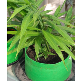 Early green Round Ginger Plant Bag, For Home Terrace Gardening, Size: 12x12