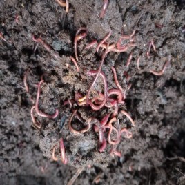 Eisenia Fetida Live Earthworms