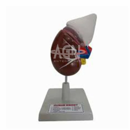 Fiberglass Human Kidney On Stand