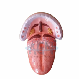 Fiberglass HUMAN TONGUE AGN MAKES