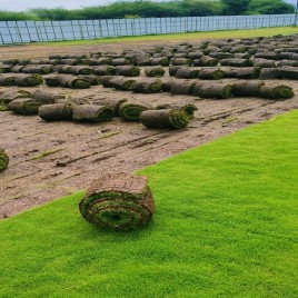 Green Korean Natural Grass Carpet, 6 Feet